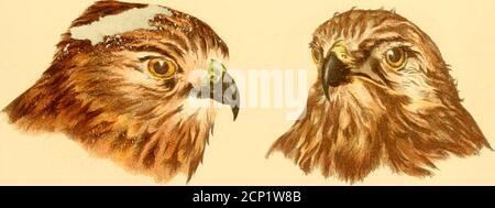 . Diseases and enemies of poultry . • YOUNG. ^°^^ AMERICAN GOS HAWK , LIFE SIZE.. RED SHOULDERED H AW K .life size • 731 The tvo heads of (Joshiiwks (adult and young or ininiatnie), illusdate another si)eeies of the deti-inieutuiHawks which destroy much game, poultry and the.smallei- kinds of wild song birds. Tiie two lieads ofRed-shouldered Hawks (adult and vnung, tlie latterivnown to the older o.ruithologioal writers as WinterFalcon), illustrate a species which is beneficial, asit rarely preys on pcuiltry or game, but subsistslargely on mice, frogs, grasshoppci-s and beetles. Stock Photo