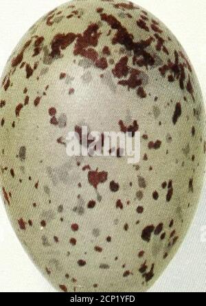 . Oologia neerlandica : eggs of birds breeding in the Netherlands . Larus canus L.  Family LARIDAE. Larus ridibundus L. - Black-headed Gull. (Plates 165—169, fig. a-o).(Siiuiicknt-rt: Avifauna Neerlatidica, p. 112, No. 266). Colour of surface of shell:Colour of spots: Average dimensions:Average weight of shell:Texture of shell:Shape:Nest: Site of nest: Number of eggs:Breeding season:Duration of incubation:•Remark: olive brown, olive yellow, olive green, andolive grey, in various shades. brown and blackish brown, in different tints ;underlying spots show through pale pur-plish. 53.4 X 37 niill Stock Photo