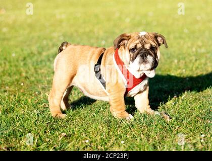Puppy of Red English Bulldog in red harness out for a walk standing on the  grass in Summer Stock Photo