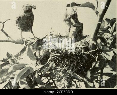 . Camera studies of wild birds in their homes . Fig. 91. INSPECTION. they consider placing a camera up in a tree within threefeet of their home, a real grievance and they call out allother birds in the neighborhood to help them proclaim thefact. I well remember the first Robin nest I ever tackledphotographically, although it was a good many years ago.It was on an apple bough perhaps ten feet above ground.Tents were not used at that time, but the camera shutter 108 was operated from a distant hiding place, by means of avery long tube and a very large bulb. This particular pairof Robins never di Stock Photo