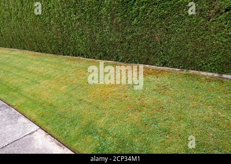 Green cedar hedge, green grass and sidewalk abstract design background Stock Photo
