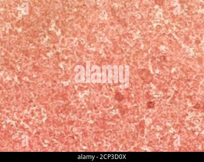 Veteris Gemmae Ad Christianum Usum Exscalptae Brevis Explanatio Ad Academicos Etruscos Cortonenses Excudebatur R O M A E Typis Zempelianis A N N O El3 Lo Cc Xlii Nonis Kovembr