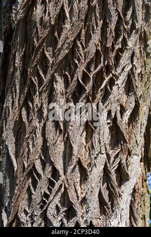Poplar, bark, bark, Bavaria, Germany Stock Photo
