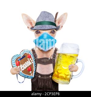 bavarian german chihuahua  dog with  gingergread and beer  mug,  isolated on white background ,  cancelled celebration festival in munich and wearing Stock Photo