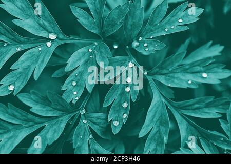 Plant lobed leaves dark green background with water drops Stock Photo