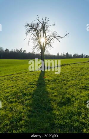 Apple tree, meadow, evening, sun, spring, Großheubach, Spessart, Bavaria, Germany Stock Photo