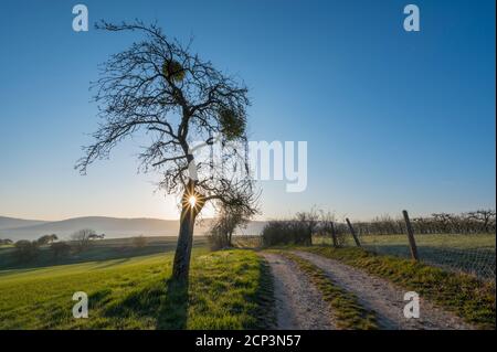Dirt road, apple tree, morning, sun, spring, Mönchberg, Miltenberg, Spessart, Bavaria, Germany Stock Photo