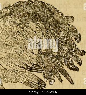 . History of British birds : the figures engraved on wood . ^ H. ^^-^m^A Stock Photo