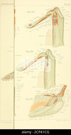 . Zur vergleichenden Anatomie des Brustschulterapparates und der Schultermuskeln . I Tar,20.. /ijiiMÄÄXtn? Stock Photo