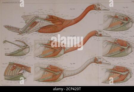 . Zur vergleichenden Anatomie des Brustschulterapparates und der Schultermuskeln . Fig. 2ül. X.rh.pi-r. ;..^::. l^i: iV Acrom-cbr.n — -■Mc Cl U.cl.,r cl d^^l^- asC:. I Tar,20. Stock Photo