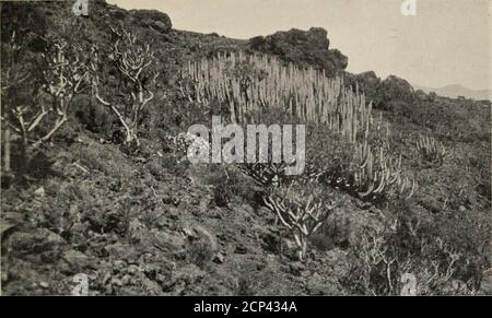 . The Canary Islands : their history, natural history and scenery : an account of an ornithologist's camping trips in the archipelago . (Picridium tingitanuni) were the most plentiful;whilst at the summit of the rim, growing amongst thecinders and ash, a small plant with a minute whiteflower was later identified as Micromeria hyssopifolia.Inside the rim the crater walls fall steeply to form aperfect cup, the sides covered thickly with plants ofEuphorbia canariensis and Euphorbia balsamifera, theformer often sheltering the prickly-leaved Rubiafruticosa.The curious plant known as the miniature D Stock Photo