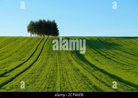 Landscape, field, grain field, hill, spring, Triefenstein, Main-Spessart district, Bavaria, Germany Stock Photo