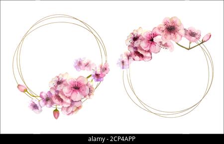 Cherry blossom, Sakura branch with pink flowers on gold frame and isolated on white background. Image of spring. 2 frames with watercolor flowers Stock Vector