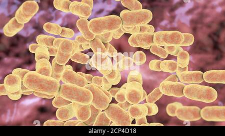 Kingella kingae bacteria, computer illustration. K. kingae is a Gram-negative coccobacillus that is part of the normal flora of children's throats. It Stock Photo