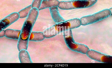 Anthrax bacteria, computer illustration. Anthrax bacteria (Bacillus ...