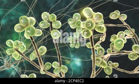 Fungus Sporothrix schenckii, causative agent of the infection sporotrichosis, computer illustration. Fungal threads of the vegetative mycelium are see Stock Photo