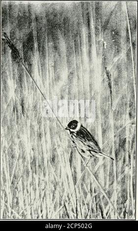. Woodland, field and shore : wild nature depicted with pen and camera . overedwith the yellowest of buttercups. Some are tall,standing high above the others, and on the strongerstems Whinchats settle and give forth their song. Where buttercups are more thinly provided daisies 227 228 WOODLAND, FIELD, AND SHORE fill the gap, their white star-like faces being turnedtowards the sun. Butterflies—-bluer than the sky—flit here and there in the sunshine, and Tortoiseshellbutterflies also are about; and nearer the orchard Orange-tips areskimming along.Just beyond thehedge, in the wood,grows a silver Stock Photo