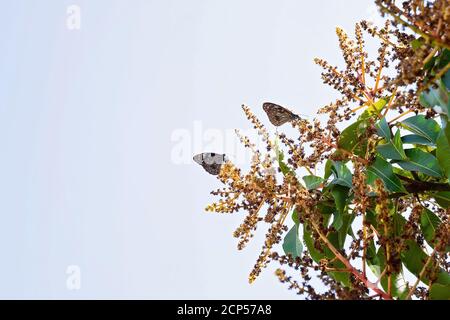Two Blue Tiger butterflies on garden flowers Stock Photo