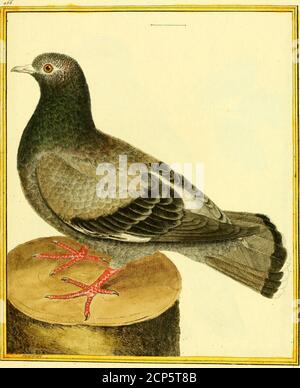. [Planches enluminées d'histoire naturelle . Il r/ierU/on,, d& S. Dominaue. Le Pigeon av/wiu/i •¥-p 6h. Stock Photo