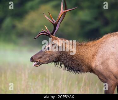 Young Bull Elk Stock Photo