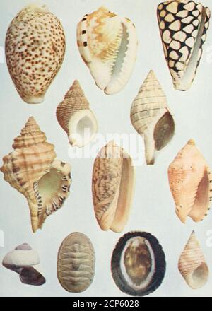 . www.flickr.com/photos/internetarchivebookimages/tags/book... . orsmall, handsome or ugly, the modest little money cowry sur-passes any in point of economical importance. Feank Collins Bakek. MARINE SHELLS Among ilie best known of the marine snails are the Tri-tons, a family of mollusks living in tropical seas. Theirshells are generally large and highly colored and variouslyornamented with short spines and knobs. Another shellfamiliar to those who have visited Florida is the Fasciolariaor banded snail, which attains a length of three inches andis very prettily banded and dashed with color. A Stock Photo