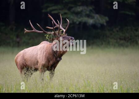 Bull elk in bugle Stock Photo