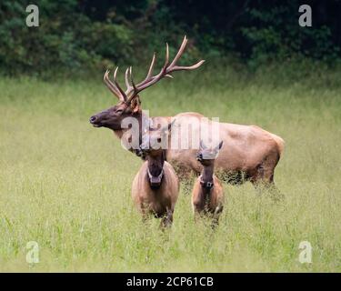 A bull elk stands guard over a cow and calf. Stock Photo