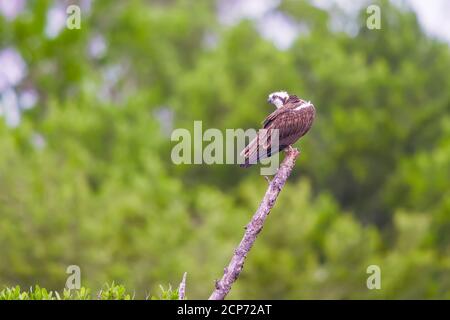 Osprey (Pandion haliaetus) sitting on a tree branch at Flamingo Campground. Everglades National Park. Florida. USA Stock Photo