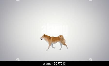 Cute shiba inu puppy searching for food and eating on gradient b Stock Photo