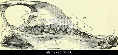 On the anatomy of vertebrates [electronic resource