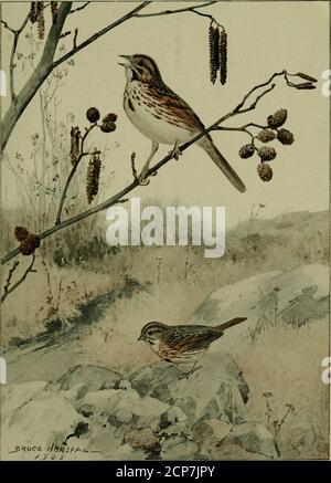 . Bird lore . ful ditty from the alders—With sweet,sweet, sweet and very merry cheer! before his cousin the Goldfinch hasdonned his yellow spring jacket with black sleeves and cap, or the tremolo ofthe gentle soft-eyed Chipping Sparrow is heard from the grass before dawn. Our Song Sparrow is one of the little group of birds that may be calledwinter residents in the middle New England states. This does not mean that-all of these Sparrows remain the entire season in their summer„ an nesting haunts, for even the hardiest birds shift about in the Range ° winter season. The Song Sparrows we see fro Stock Photo