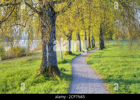 Birkenallee in Uffing am Staffelsee, Upper Bavaria, Bavaria, Southern Germany, Germany, Central Europe, Europe Stock Photo