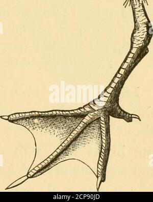 . New England bird life: being a manual of New England ornithology; . uished fromhirundo at gunshot range ; the black cap is almost entirelywanting, and in its place is a broad black band on each side ofthe head through the eye ; several lateral tail-feathers are largelydusky on their inner webs, their outer webs being white. Though one of the common and generally distributedTerns of North America, For-sters is rare in New England,where it is not known to breed.It is commonly spoken of as onlya casual or irregular visitor ; butprobably no season of migrationpasses without the presence ofthe bi Stock Photo