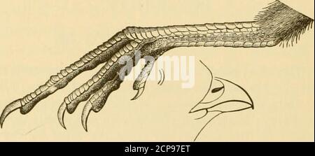 . New England bird life: being a manual of New England ornithology; . standpoint, hasbeen ascribed in general terms to all New England, asby Dr. Brewer for example, but certainly upon hastyconclusions. Though, owing to its habit of colonizingparticular spots beyond its general range, and to someextent to its habit of moving back and forth from capriceor according to vicissitudes of the weather, it is diflfi-cult to trace the exact limit of its northward dispersion, 158 TETRAONID^ : GROUSE. the bird may be said to inhabit at present only the threesouthern New England States. That it overlaps at Stock Photo