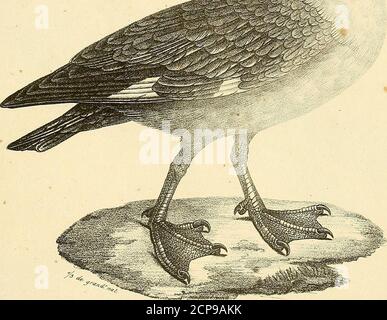 La Galerie Des Oiseaux Iu 7nvzd Sal C C Gt Kfze A Ti Yl0u3ulvviu Gt Um I Y Tlclllli Fuu Fnyr Je L Rfr Mihe Fi Oy 6 15 I Uc S Maswi C Cxu Gt Toj O P Oiedarr Def Ztjfu