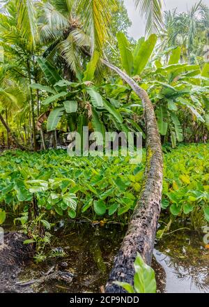 A curved palm tree leans over a swamp in a rainforest on the island of Maldives Stock Photo