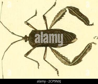 Palli Insect