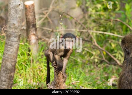 Chacma baboon (Papio ursinus) baby on its own or by itself looking curiously at the camera while on the top of a log in South Africa Stock Photo