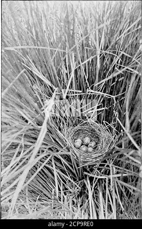 . Birds of New York . lmigration usually takes place fromOctober 20 to November 15, but inall the southern counties a fewindividuals remain throughout thewinter. I have noticed that it is awinter resident in Monroe county,Ontario county and in all themarshes of the lower Hudson val-ley and Long Island. Haunts and habits. The chosenhaunts of the Swamp sparrow arethe grass, sedge and flag-coveredmarshes of riversides and theflooded shores of ponds and lakes.It is common in the Montezumamarshes, about equaling the SongPhoto by L. s. Horton sparrow in abundance, also about Swamp sparrows nest and Stock Photo