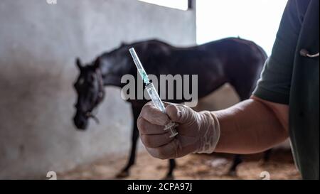 Close up veternary hand holding syring for injection to horse Stock Photo