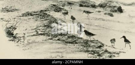 . Wild wings; adventures of a camera-hunter among the larger wild birds of North America on sea and land . %i)t €hmit g)f)ore-a3irtis Birds of passage sailed through the leaden air, from the ice-bound,Desolate northern bays to the shores of tropical islands. Longfellow. «t^- «f** Stock Photo