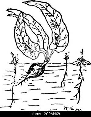 . How to tell the birds from the flowers and other Woodcuts. A rev. manual of flornithology for beginners . ^JL. Ti Stock Photo