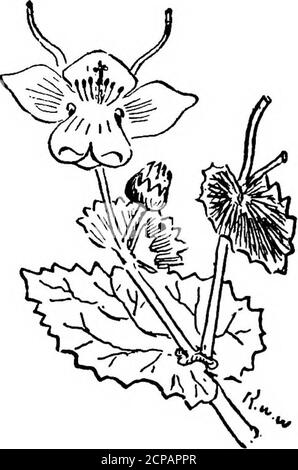 . How to tell the birds from the flowers and other Woodcuts. A rev. manual of flornithology for beginners . TteCe Stock Photo