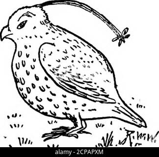 . How to tell the birds from the flowers and other Woodcuts. A rev. manual of flornithology for beginners . 12.. Stock Photo