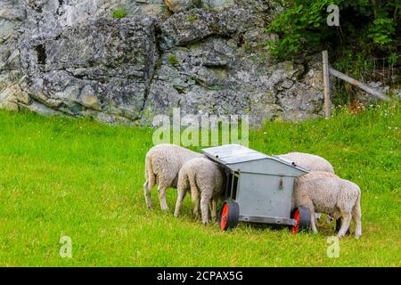 Hungry sheep eat from feed wagons in Hemsedal, Norway. Stock Photo