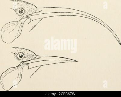 . Teachers' manual of bird-life : a guide to the study of our common birds . Fig. 21.—Bill of Spoonbill Sand-piper, (^iatural size.). Fig. 22.—Curved bill of female, straij^ht bill of male Iluia-bird. (i/g natural size.) between the form of the bill and feeding habits is fur-nished by the Iluia-bird of New Zealand. The male ofthis species has a comparatively short, straight bill, while 3i FORM AND HABIT: THE BILL. that of tlie female is long and curved. The birds feedon larvre, which thej lind in dead wood. The malehammers and chisels away the wood very much as Wood-peckers do, while the femal Stock Photo