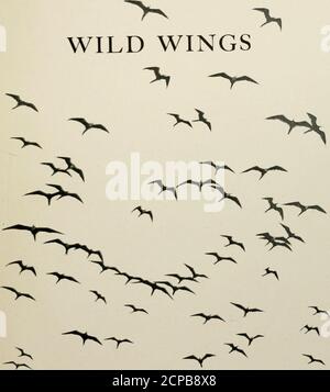 . Wild wings; adventures of a camera-hunter among the larger wild birds of North America on sea and land . 9. 1 Stock Photo