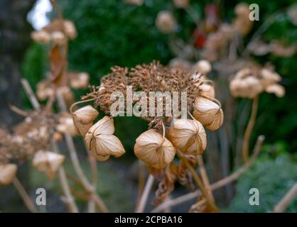 Wilted hydrangea in the garden (Hydrangea macrophylla) Stock Photo
