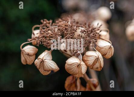 Wilted hydrangea in the garden (Hydrangea macrophylla) Stock Photo