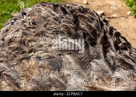 The detail of ostrich feathers Stock Photo